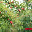 밀양꾸지뽕 영농조합법인 이미지