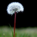 민들레 이미지