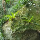 제주 삼도파초일엽 자생지 이미지