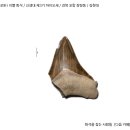 고대 상어(메갈로돈) 이빨 화석 [신생대 마이오세 / 경북 포항 / 김현대] 이미지