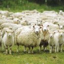 평화목장 이미지