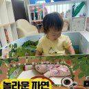자연이랑 | 자연관찰 전집 추천, 놀라운 자연 중고 구입 후기(자연이랑 비교)