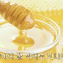 꿀강아지 이미지