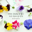 소백산꽃차이야기 여우꽃밥 꽃향기 가득 봄을 머금은 맛