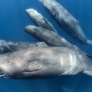 gc-camera-049 이미지