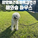 수산하우스 펜션 | 강원도 양양 애견동반 독채펜션 잔교리해변 수영장 숙소 추천