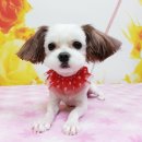 백설 애견샵 이미지