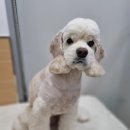 얼바인 동물병원 이미지