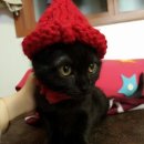 고양이 모자 이미지