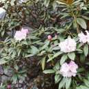 장관만병초(Rhododendron decorum) 이미지