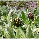 아티초크 호텔 이미지