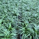 애란농장 이미지