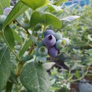 백일농장 이미지