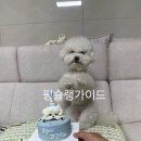 뭉탱잇 | [2nd class] 마곡역 강아지 케이크 클래스 뭉탱잇