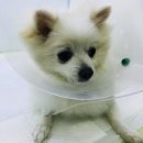 루이스24시동물병원 이미지