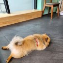 마이펫 부산대점 이미지