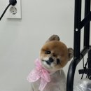 몽글그루밍 이미지