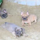 프불리하우스 네이버블로그
