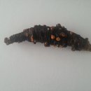 중국희귀약초,성기능향상,가래제거에 특효있는 더덕 이미지