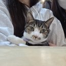 ㈜분당제일에너지 | 분당 고양이카페 못말리는고양이에 다녀와서 | 성남 서현동 산호프라자(주차정보)