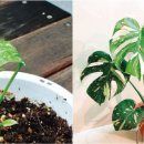 초록초록 가드닝 이미지