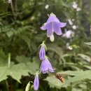 고향의 여름 이미지