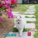 힐링퍼피 이미지