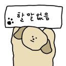 제주따이 이미지