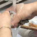 완도전복 산지직송 완도아빠닷컴 | 전복 택배 배송 후기 | 직장인 도시락 레시피 🦪