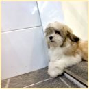 퍼피루미강아지분양애견샵양주 | 사랑스러운 은행동꼬똥드툴레아분양 후기, 퍼피에몽에서 만난 우리 아가