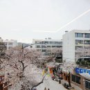 동대신 삼익아파트 | 부산 삼익아파트 벚꽃 동대신 방문 후기