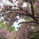 성산패총(유물전시관) | 경남창원 겹벚꽃 성산패총유물전시관 주차 성산패총 겹벚꽃