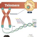 메로스(meros) 이미지