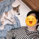 탐스럽개 이미지