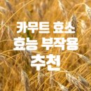 카무트 효소 드세요-변비,다이어트,장 독소제거 위장병치료 이미지