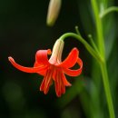 내 마음을 풍선에 이미지