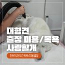 만순 | 화성 대형견 방문목욕 후기 진도 만순 프리미엄 케어 전후 변화