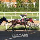 마주