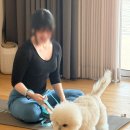 클래스 | 동탄 요가 펫 아로마 마사지 클래스 후기