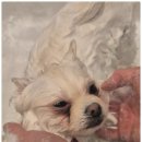 서면애견미용 맘바이 강아지 미용실 이미지