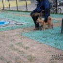 더 펫 애견샾 이미지