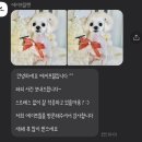 에이프릴펫 이미지