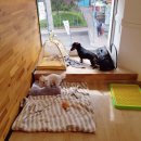 해피펫클럽 이미지