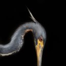 뜨리바다 이미지