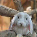 와우펫앤쥬 이미지