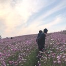 만사목장 | 아이들과 가볼만한곳 안성팜랜드 코스모스 축제 리얼후기