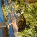 동물보육원 용인지부 이미지