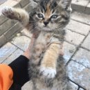 오냥오냥 고양이호텔 이미지