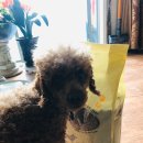 라이코 바이탈 코리아 | 라이코 바이탈 사료 후기