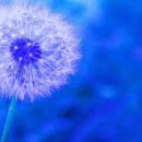 민들레1 이미지